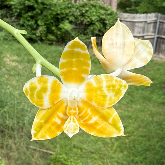Phalaenopsis amboinensis f. flava x self 260417 Flowering