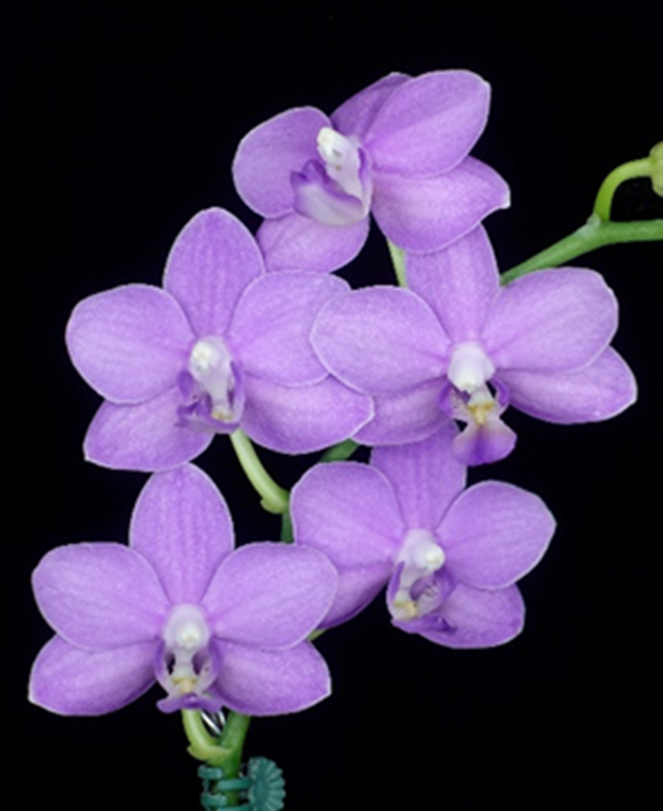Phalaenopsis Yu-Yang Little Peacock (Clone)