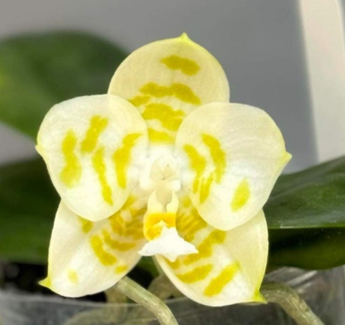 Phalaenopsis Yaphon Love Song 'Yellow Spot Very Round'