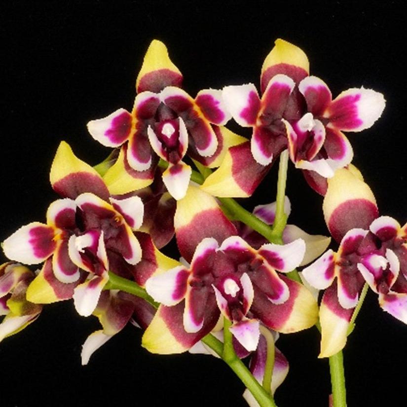 Phalaenopsis Yaphon Magic Angel 'Peloric'