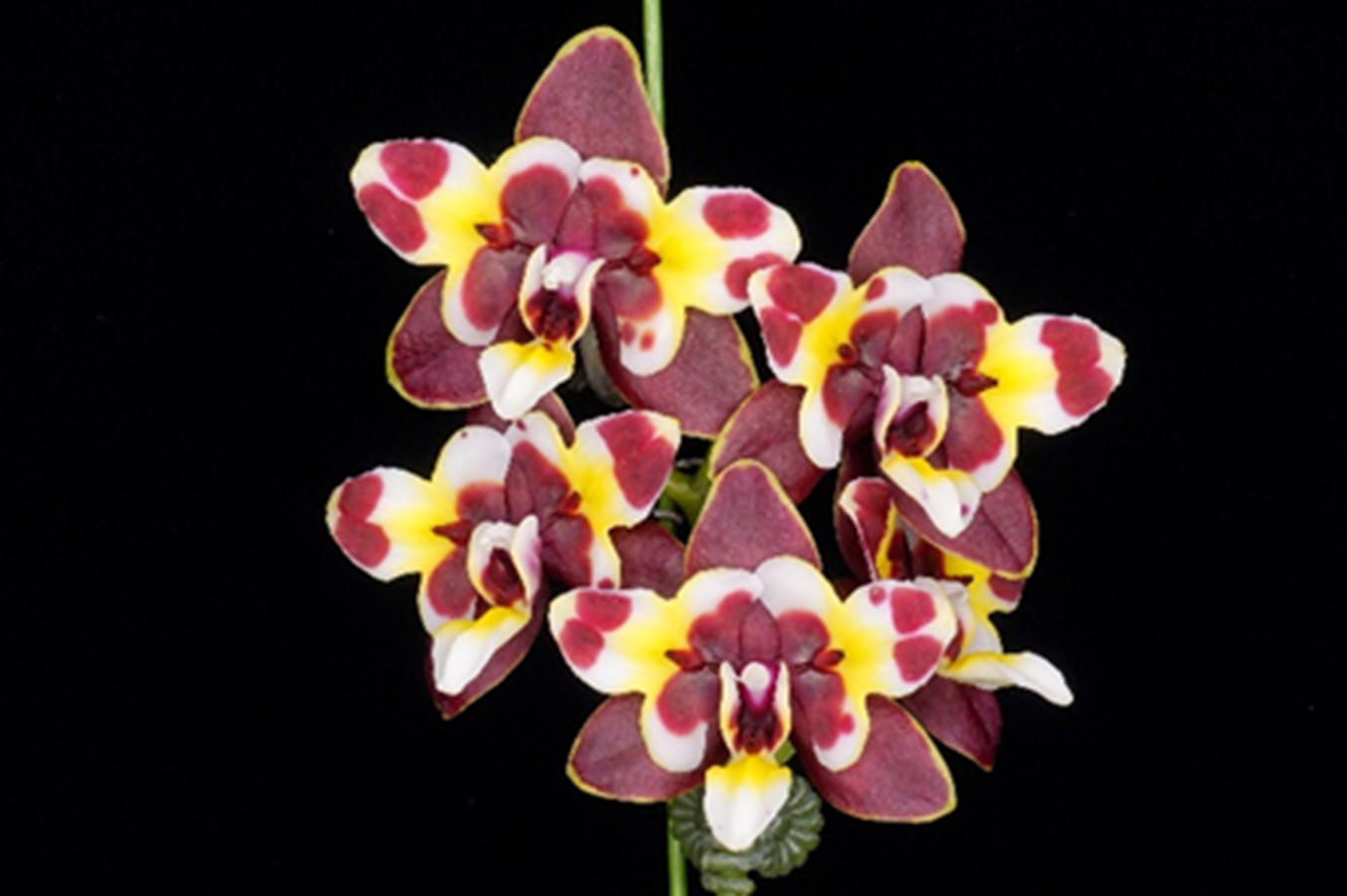 Phalaenopsis Yaphon Star Diamond '6602'