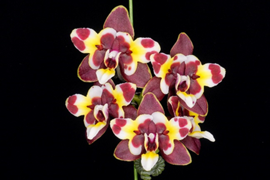 Phalaenopsis Yaphon Star Diamond '6602'
