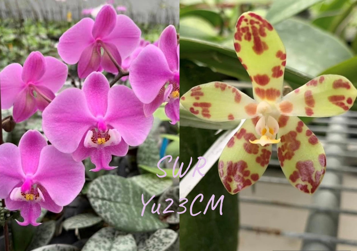 Phalaenopsis Patrick Dream - Seed Grown