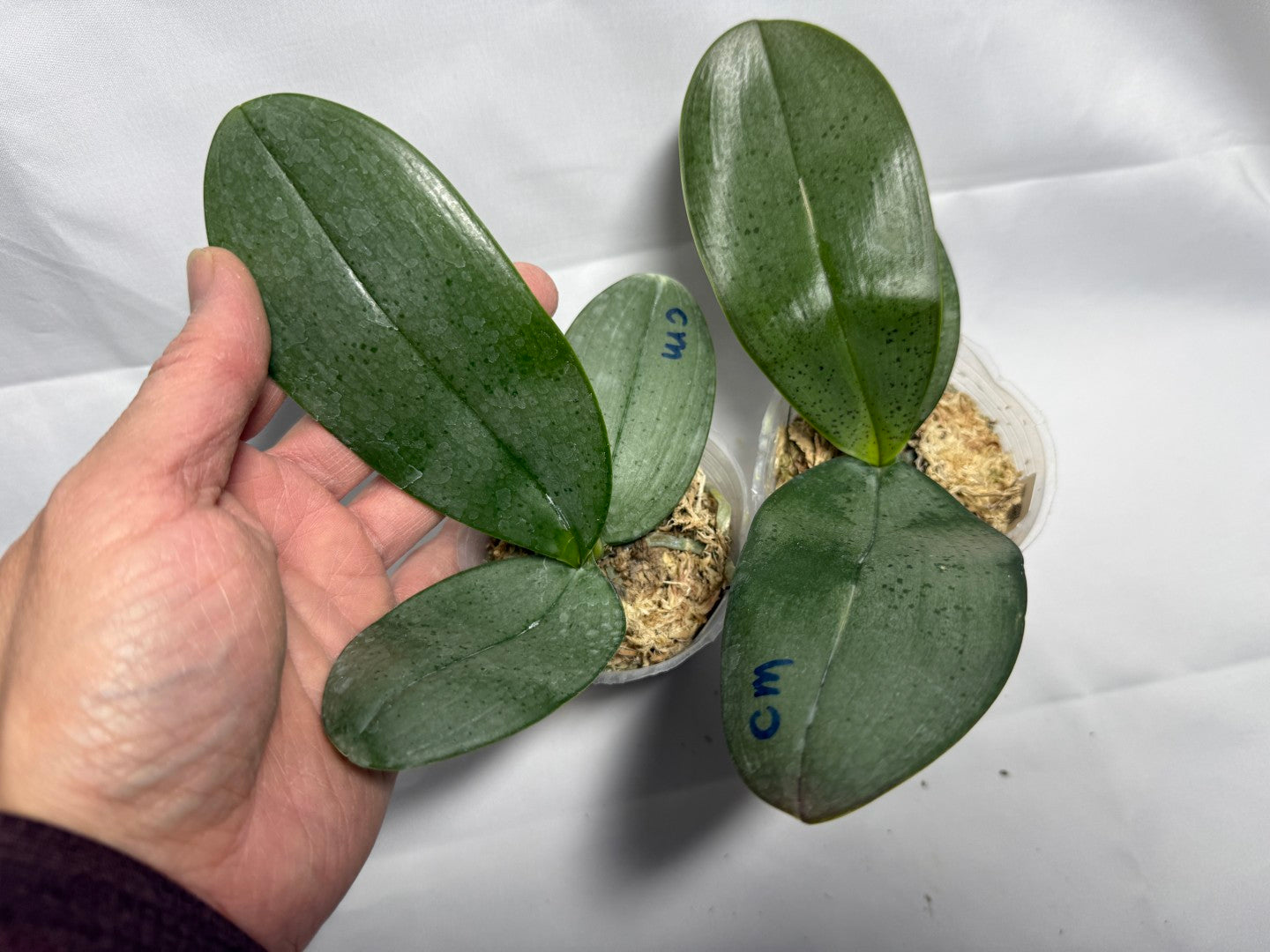 Phalaenopsis Patrick Dream - Seed Grown