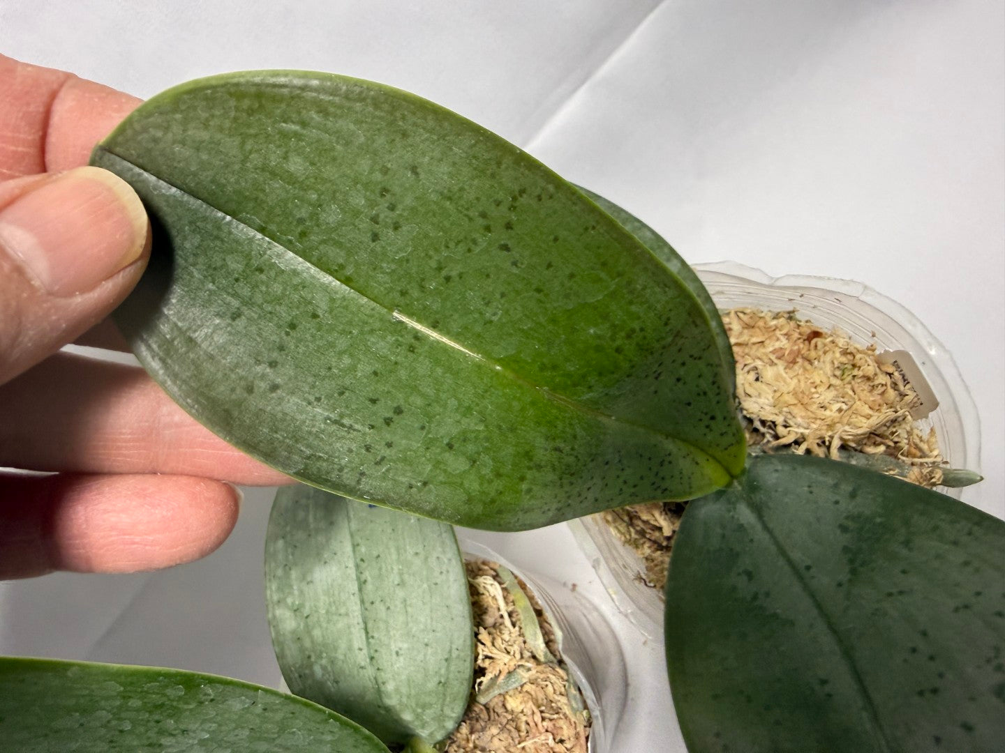 Phalaenopsis Patrick Dream - Seed Grown