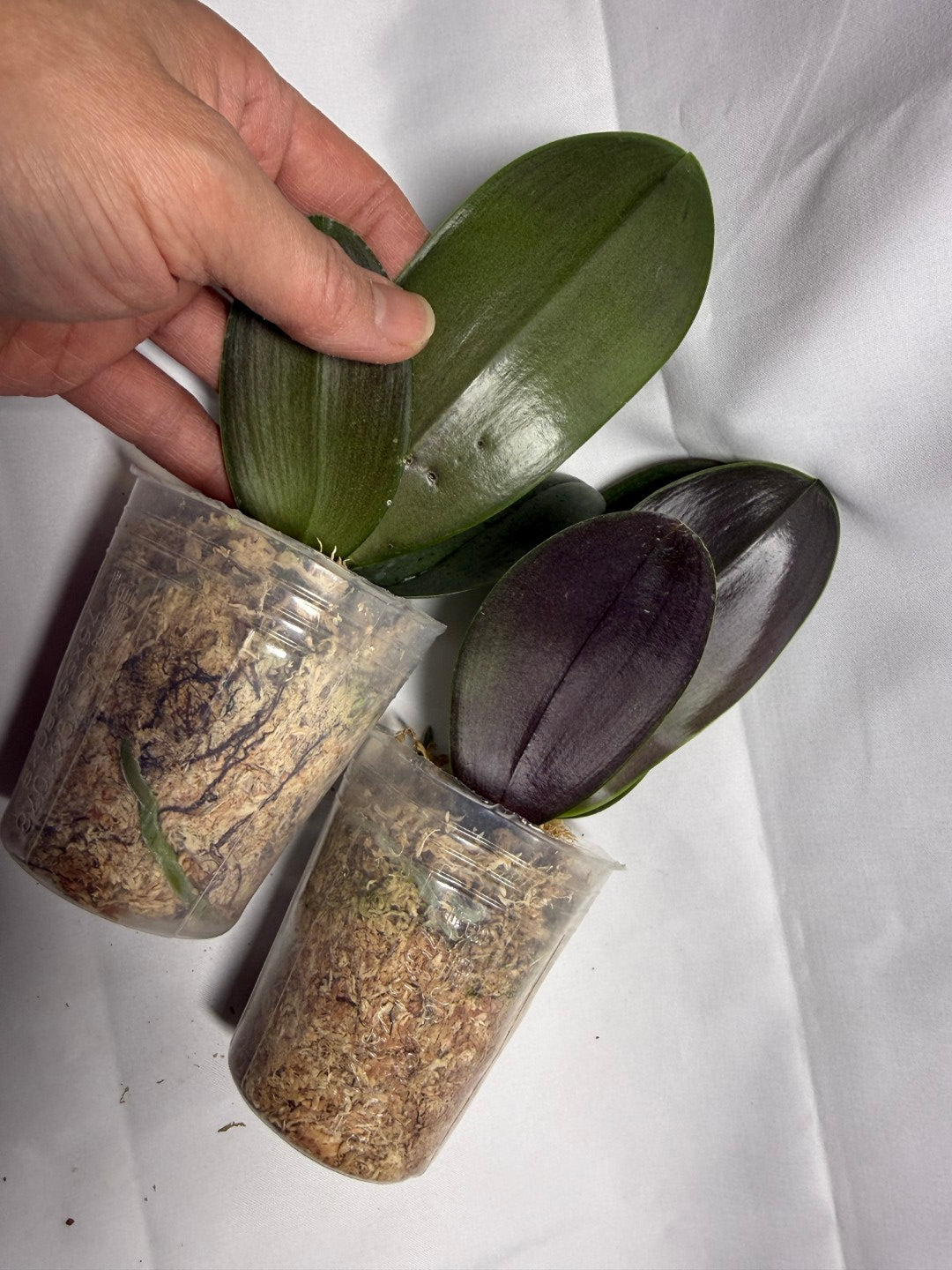 Phalaenopsis Patrick Dream - Seed Grown