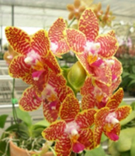 Phalaenopsis Orchid World 'Ching Hwa' AM/AOS