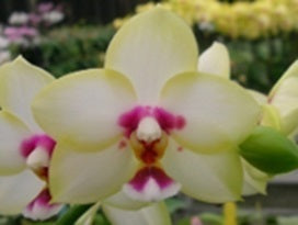 Phalaenopsis Ba-Shi Blackspot 241102 Flowering