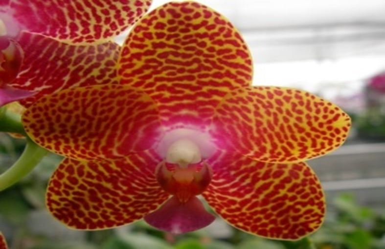 Phalaenopsis Joy Auckland Beauty 'Palmeadow' HCC/AOS 231114 Spiking