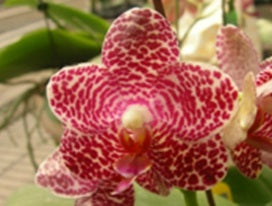 Phalaenopsis Miro Jo Sun 'Peter'