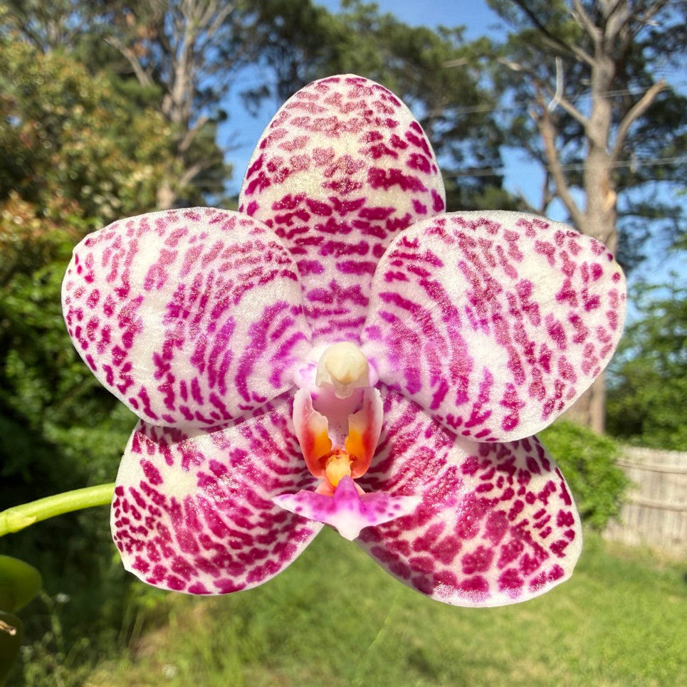 Phalaenopsis Natasha 'Today's Tropical' (TT) 260708 Flowering