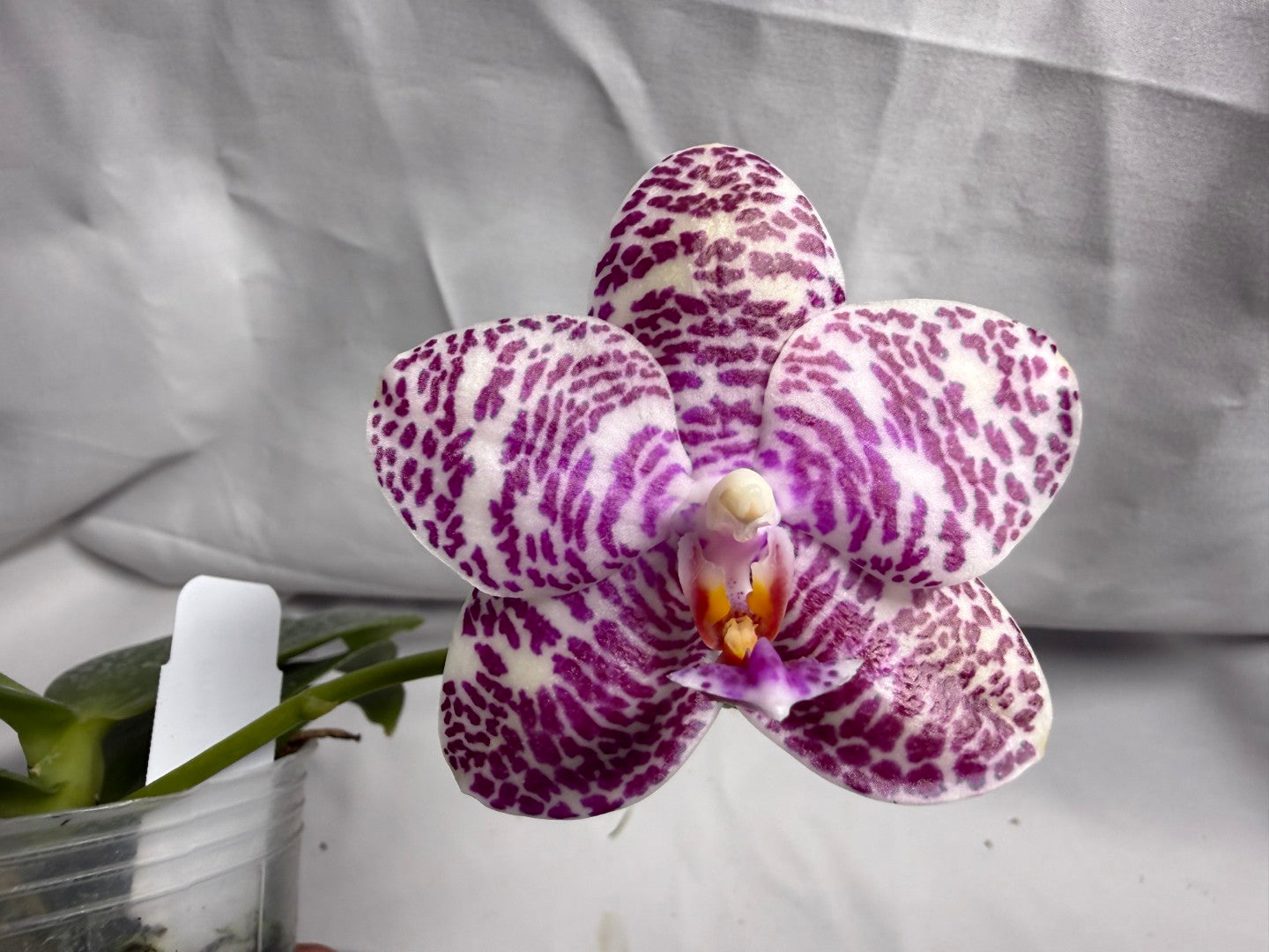 Phalaenopsis Natasha 'Today's Tropical' (TT) 260708 Flowering