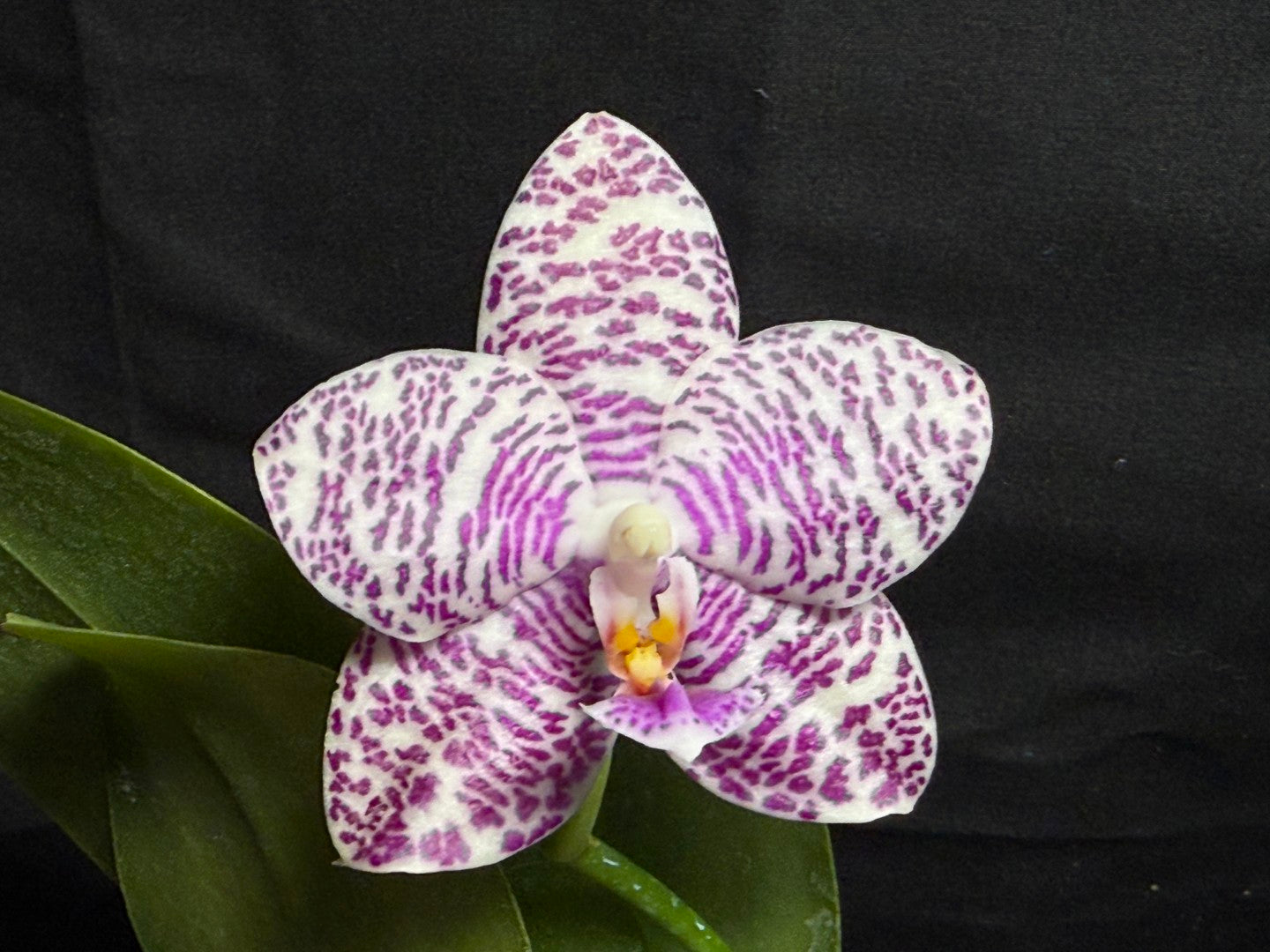 Phalaenopsis Natasha 'Today's Tropical' (TT) 260708 Flowering