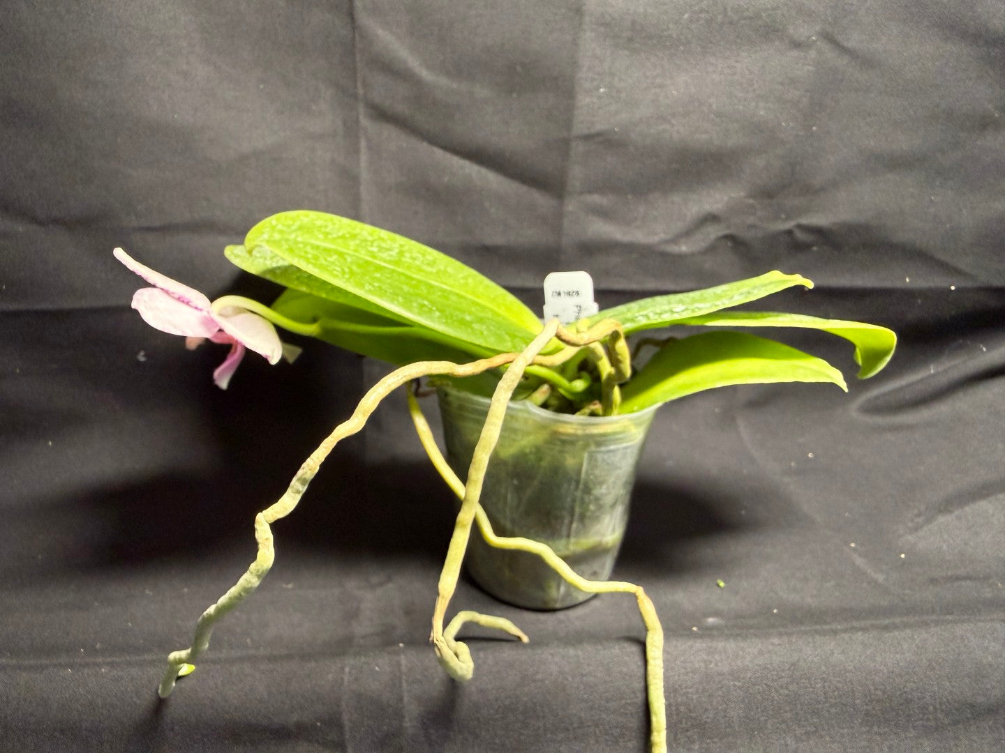 Phalaenopsis Natasha 'Today's Tropical' (TT) 260708 Flowering