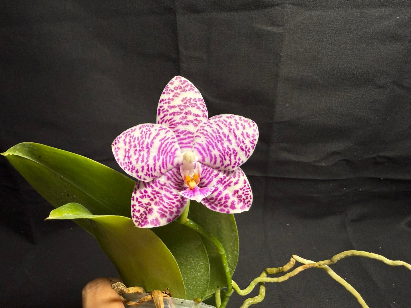 Phalaenopsis Natasha 'Today's Tropical' (TT) 260708 Flowering