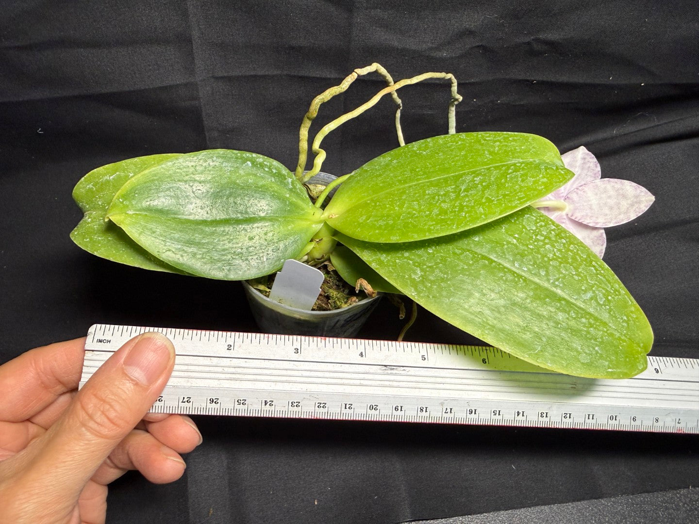 Phalaenopsis Natasha 'Today's Tropical' (TT) 260708 Flowering