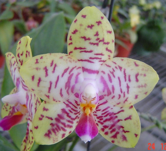 Phal. Orchid World 'Nan Zhou'