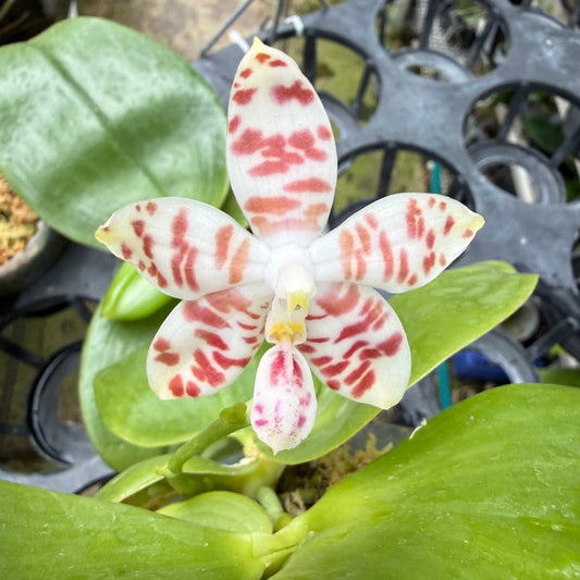 Phalaenopsis amboinensis var Common x sib - Round Leaves