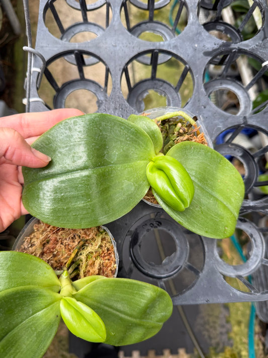 Phalaenopsis amboinensis var Common x sib - Round Leaves