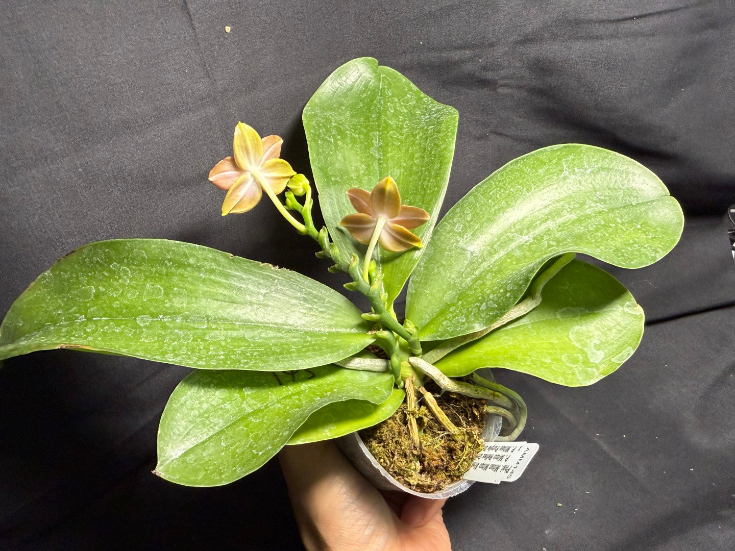 Phalaenopsis Mituo Blue Cat - Seed Grown 260708 Flowering