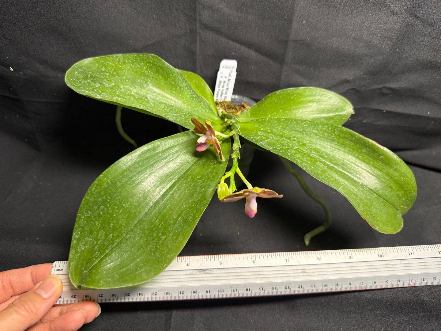 Phalaenopsis Mituo Blue Cat - Seed Grown 260708 Flowering