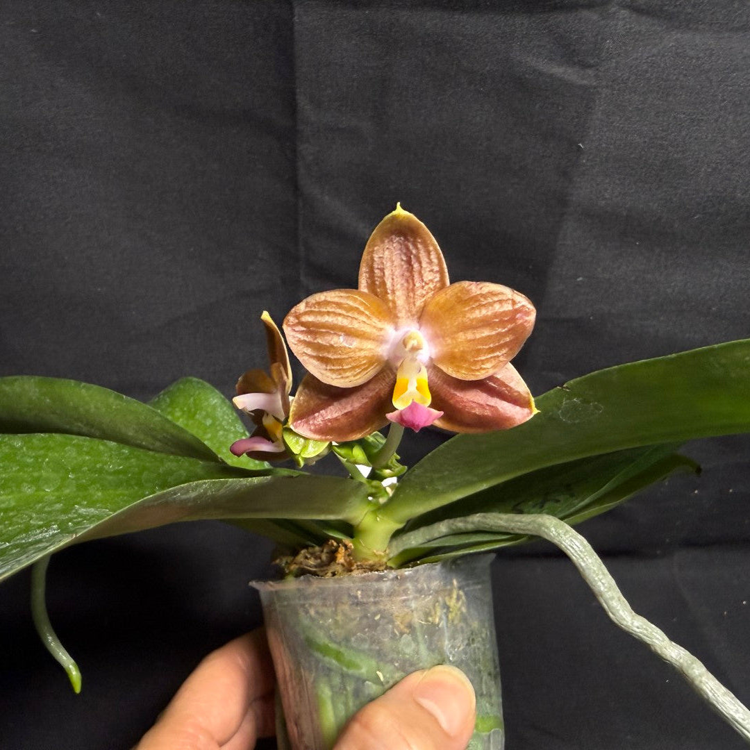 Phalaenopsis Mituo Blue Cat - Seed Grown 260708 Flowering