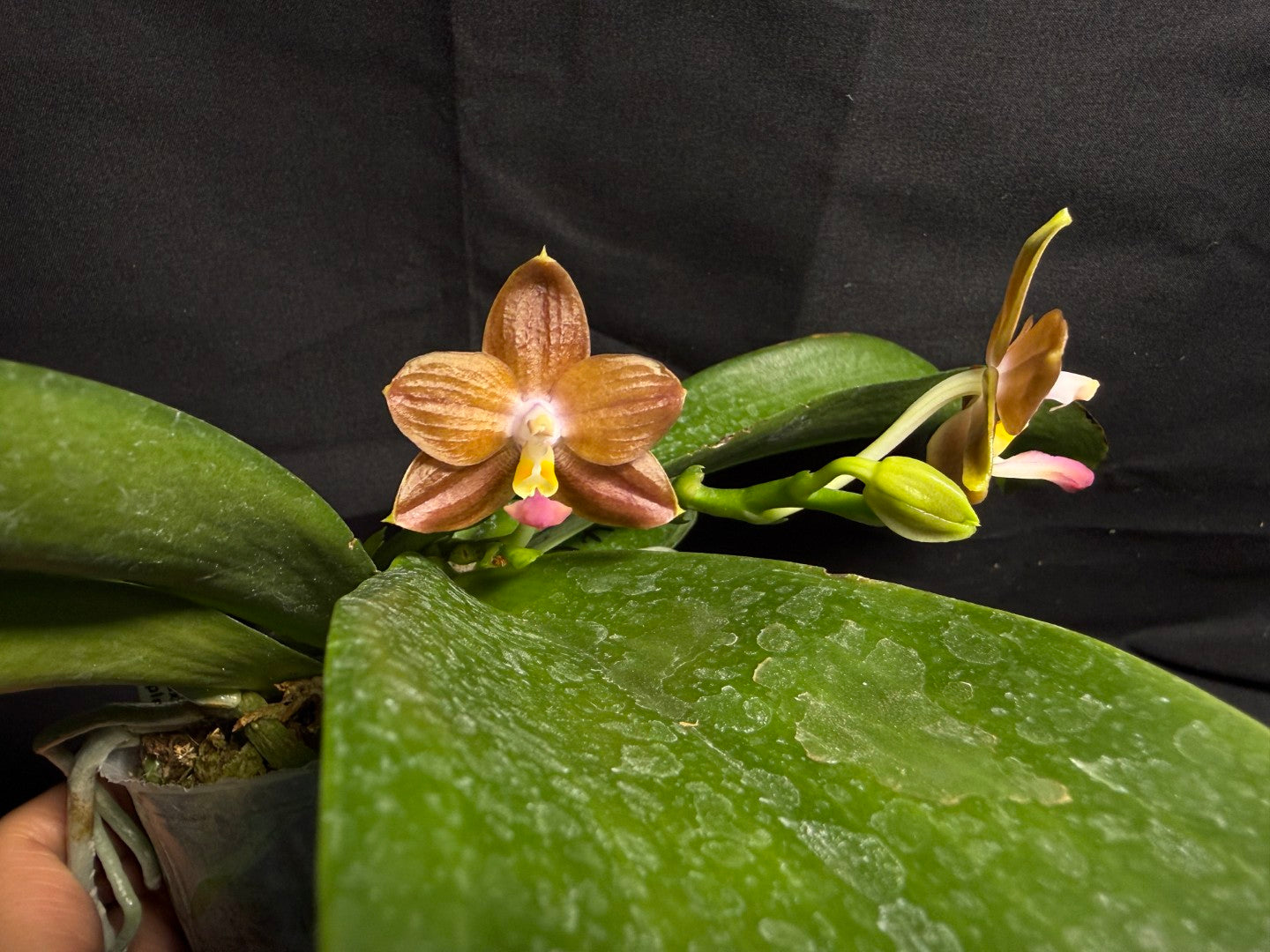 Phalaenopsis Mituo Blue Cat - Seed Grown 260708 Flowering