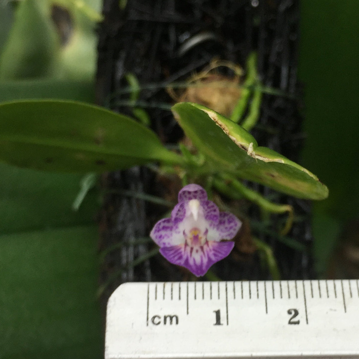 A small purple orchid flower with green leaves growing on a dark fibrous substrate, shown next to a centimeter ruler for scale, with large green leaves in the background.