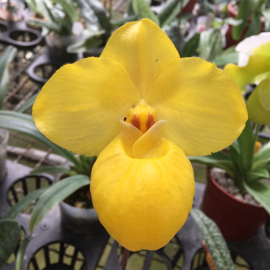 Paphiopedilum armeniacum - seed grown