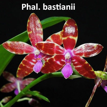Phalaenopsis bastianii x sib - Seedling