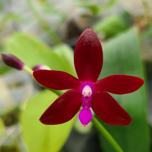 Phalaenopsis bastianii x sib ('Black' x'Red')