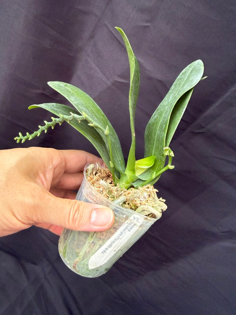 BD2312 Phalaenopsis KS Mini Tris - Seed Grown