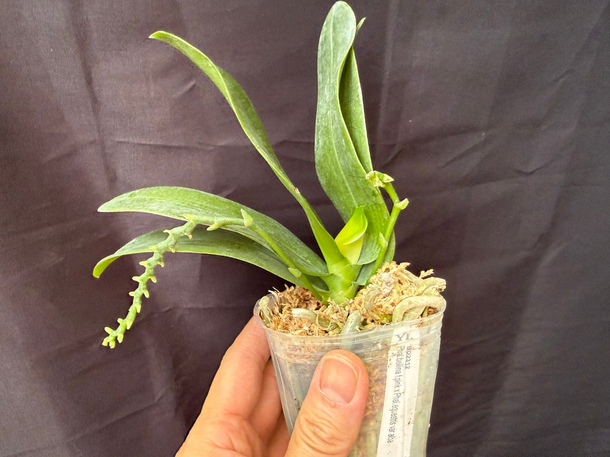 BD2312 Phalaenopsis KS Mini Tris - Seed Grown