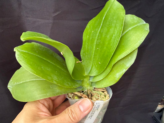 BD23148 Phalaenopsis Luedde-violacea x Yongli Lu Star - Seed Grown