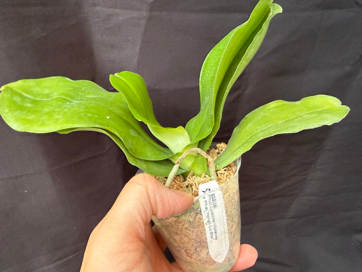 BD23148 Phalaenopsis Luedde-violacea x Yongli Lu Star - Seed Grown