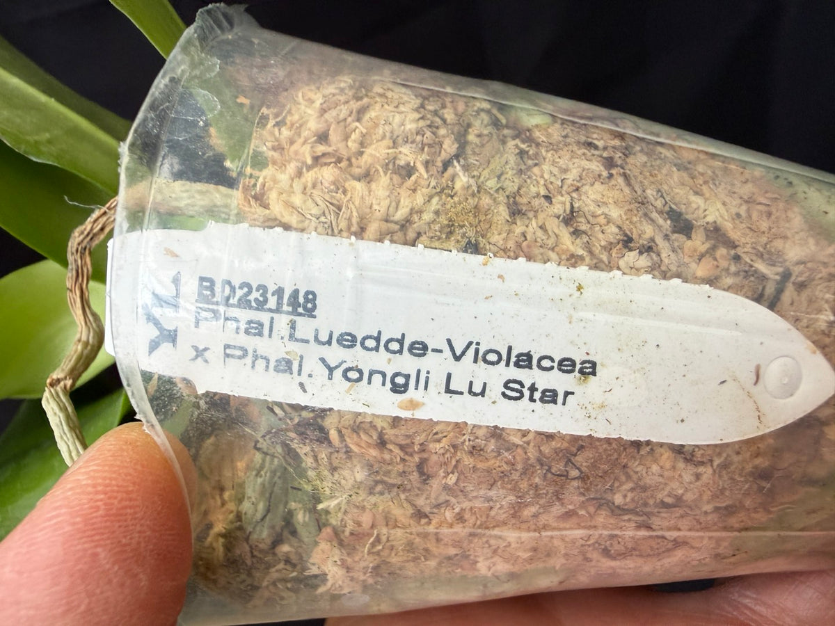 BD23148 Phalaenopsis Luedde-violacea x Yongli Lu Star - Seed Grown