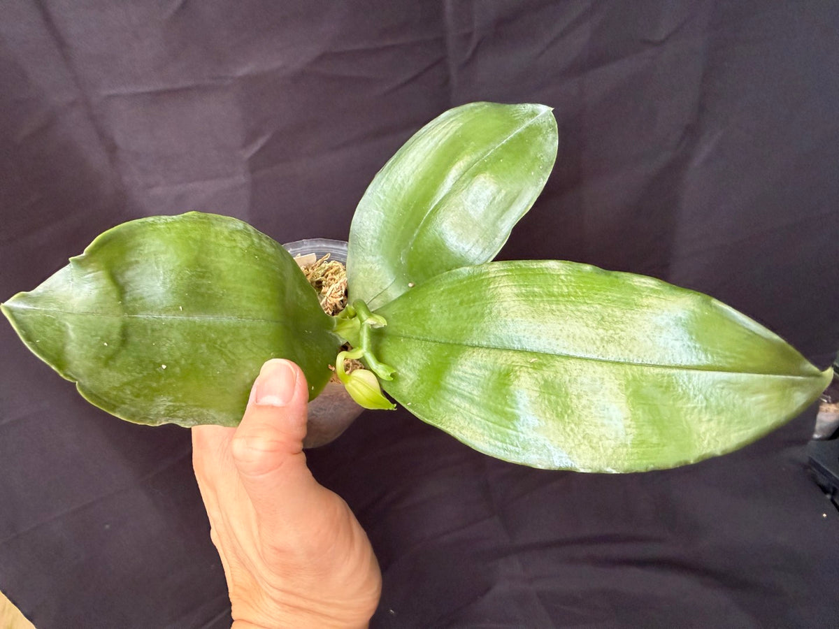 BD2412 Phalaenopsis bellina f. delicata 'Pink Swan' BM x sib