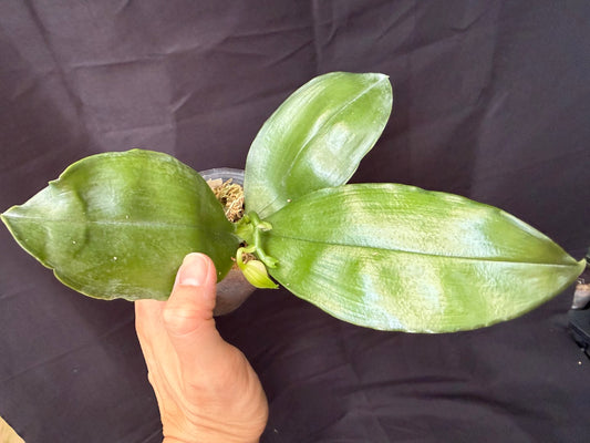 BD2412 Phalaenopsis bellina f. delicata 'Pink Swan' BM x sib