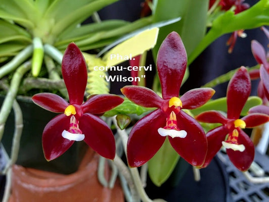 Phalaenopsis cornu-cervi 'Wilson'