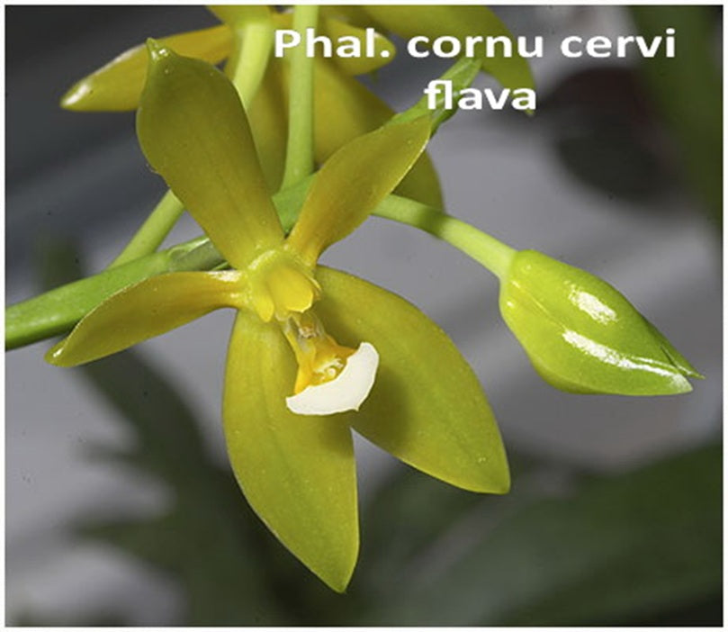 Phalaenopsis cornu-cervi f. flava