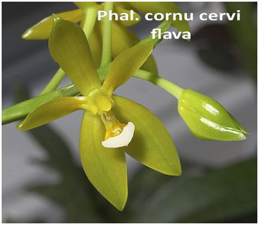 Phalaenopsis cornu-cervi f. flava