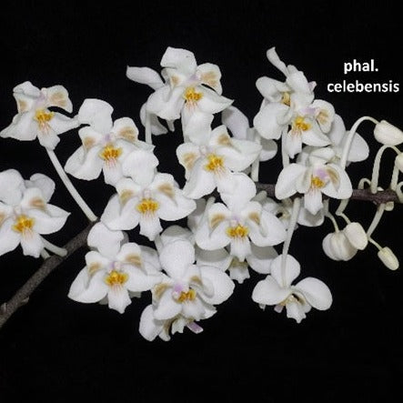 Phalaenopsis celebensis x sib - Seedling