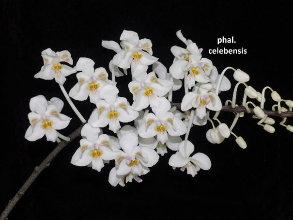 Phalaenopsis celebensis x sib - Seedling