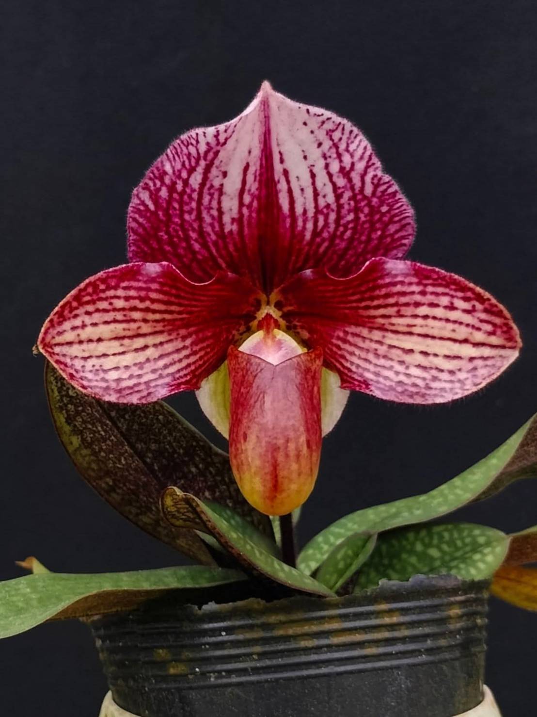 Paphiopedilum Whyte Thorne Savoir - Seed Grown