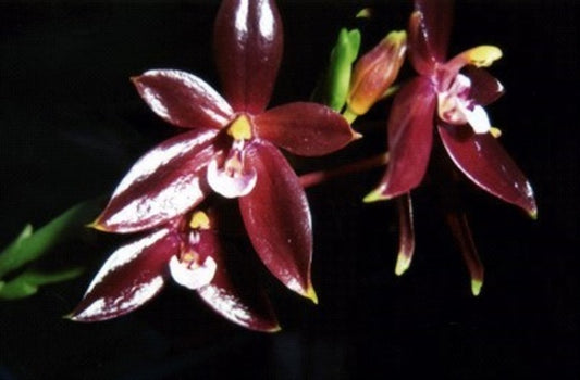 Phalaenopsis cornu-cervi 'Wan Kou'