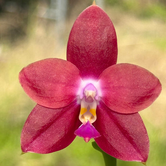 Phalaenopsis CTL PK TGirl 260311 Flowering