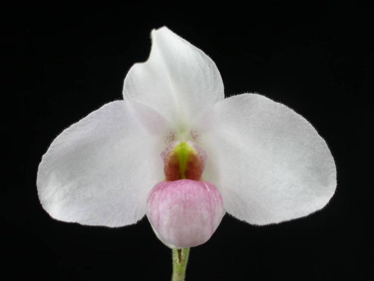 Paphiopedilum Joyce Hasegawa- Seed Grown