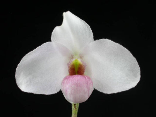 Paphiopedilum Joyce Hasegawa- Seed Grown