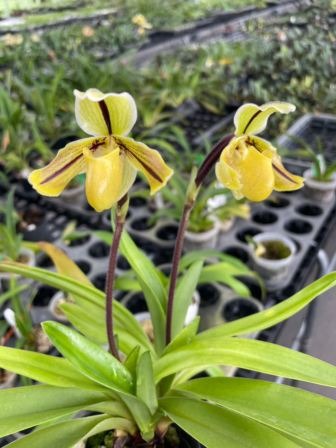 Paphiopedilum druryi x sib - Seed Grown