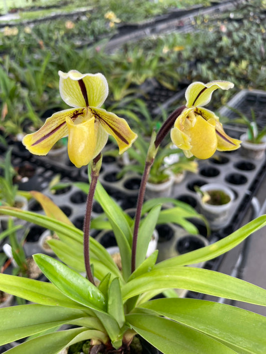 Paphiopedilum druryi x sib - Seed Grown